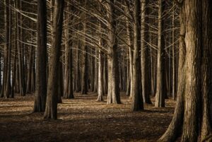 woods