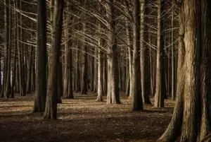 woods